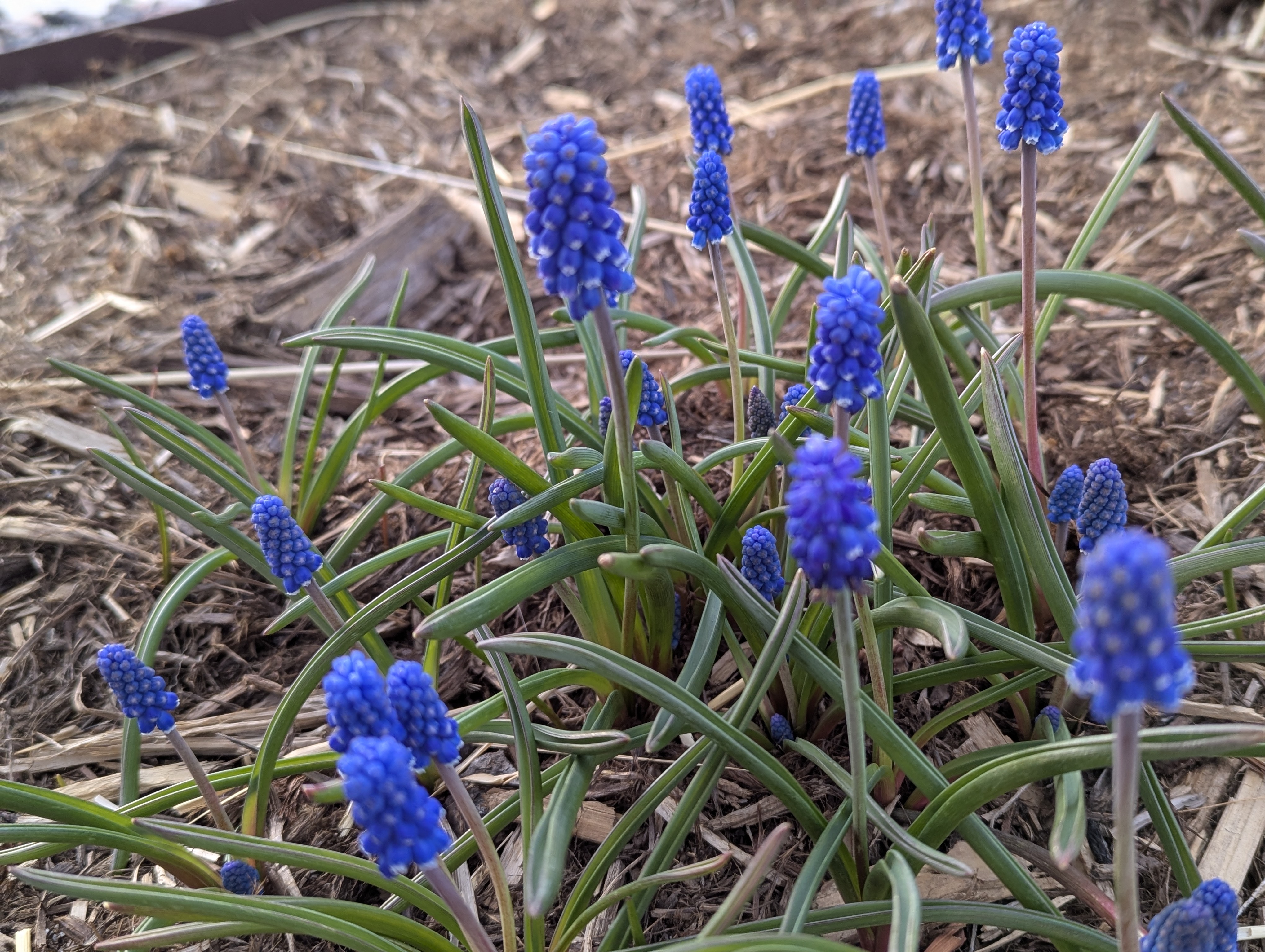 Grape Hyacinth, Morrison, Colorado